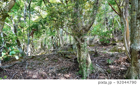 対馬に存在した清水山城跡三ノ丸の跡地の林 92044790