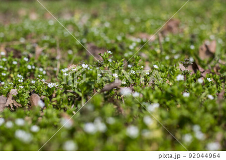 Many white daisies in top view of meadow Many white daisies in top view of meadow 92044964