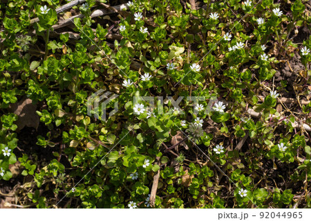 Many white daisies in top view of meadow Many white daisies in top view of meadow 92044965