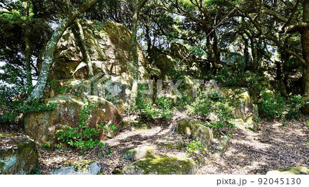 対馬に存在した清水山城跡三ノ丸の跡地の林 92045130