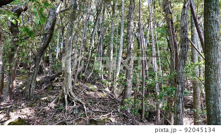 対馬に存在した清水山城跡三ノ丸の跡地の林 92045134