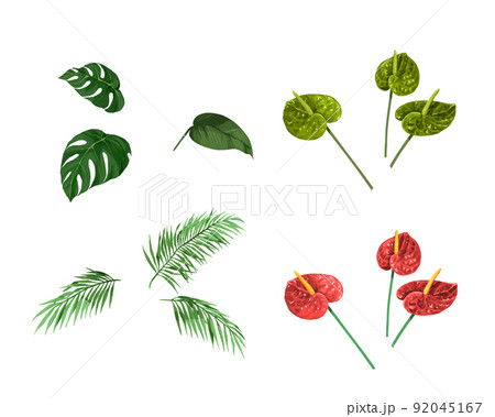 夏のグリーン素材_トロピカル_植物_熱帯 92045167