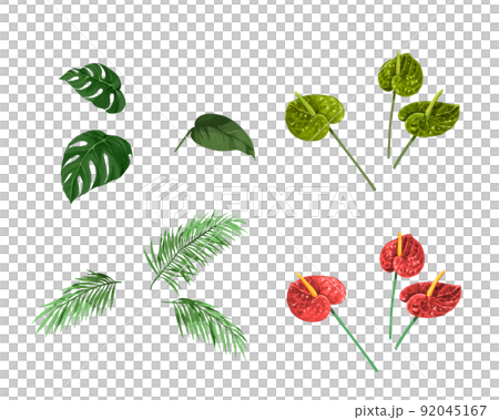 夏のグリーン素材_トロピカル_植物_熱帯 92045167