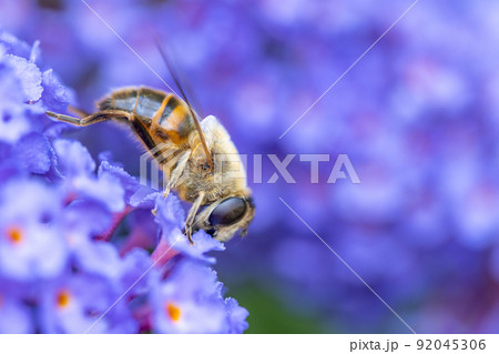 Close up of a western or european honey bee, Apis mellifera, feeding nector on a purple Buddleia Close up of a western or european honey bee, Apis mellifera, feeding nector on a purple Buddleia 92045306