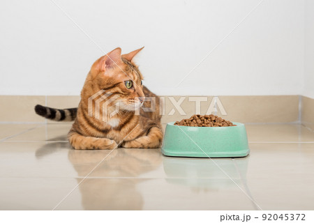 Satisfied Bengal cat next to a bowl full of dry food. 92045372