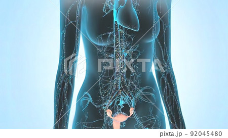Distribution of the female hormone estrogen in the body 92045480