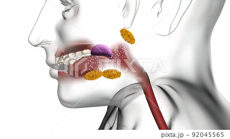 Enzymes in the mouth help break down food Enzymes in the mouth help break down food 92045565