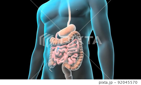 Human Digestive System Anatomy Concept. 3D illustration 92045570
