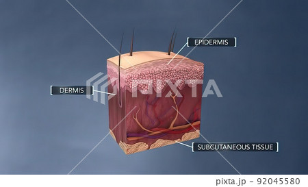 Anatomical structure of the skin Anatomical structure of the skin 92045580