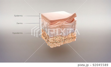 Anatomical structure of the skin 92045589