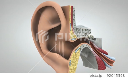 Inner ear. Hearing process 3D illustration Inner ear. Hearing process 3D illustration 92045598