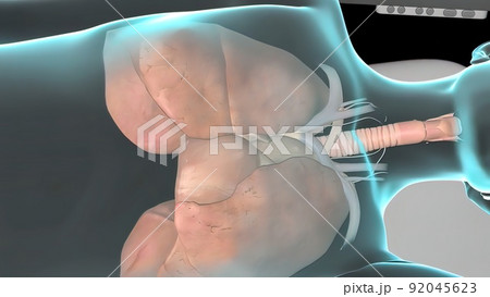 Human Circulatory System Heart Beat Anatomy 92045623