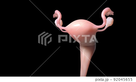 illustrationof female reproductive system 92045655