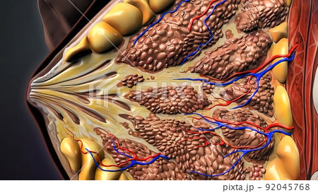 Components of an eukaryotic cell, nucleus and organelles and plasma membrane 92045768