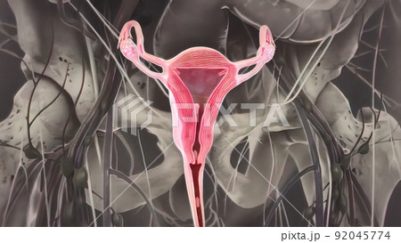 Ovaries are the female gonads the primary female reproductive organs. 92045774