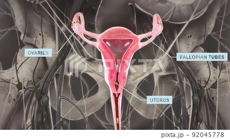 Ovaries are the female gonads the primary female reproductive organs. 92045778