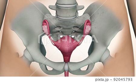 3D illustrationof The Female Reproductive organ and ovaries 3D illustrationof The Female Reproductive organ and ovaries 92045793