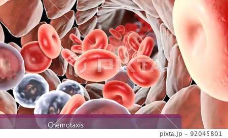 White blood cell and antigen in the immune system 92045801