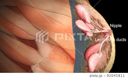 Anatomy of the female breast Anatomy of the female breast 92045811