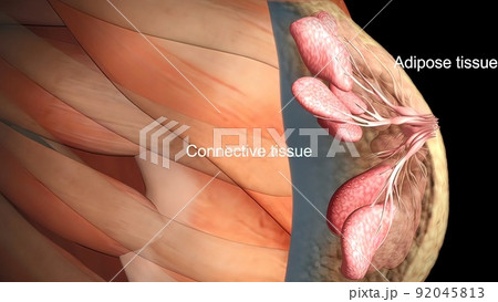 Anatomy of the female breast 92045813