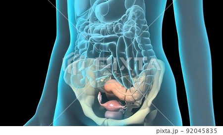 A female's internal reproductive organs are the vagina, uterus, fallopian tubes, and ovaries. 92045835