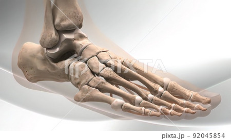 The fibula helps stabilize and support your leg, body, ankle, and leg muscles 92045854