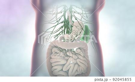 female internal organs female internal organs 92045855