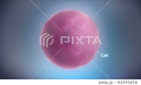 Seamless loop of the components of an eukaryotic cell, nucleus and organelles and plasma membrane 92045856