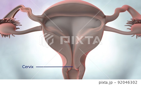 3D illustration Female reproductive organ anatomy. 3D illustration Female reproductive organ anatomy. 92046302