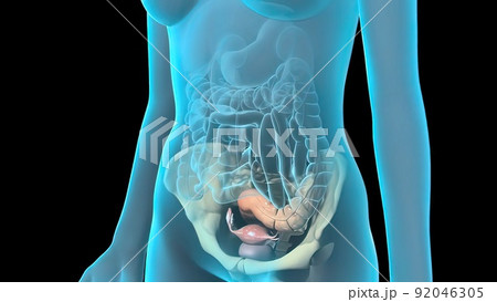 A female's internal reproductive organs are the vagina, uterus, fallopian tubes, and ovaries. 92046305