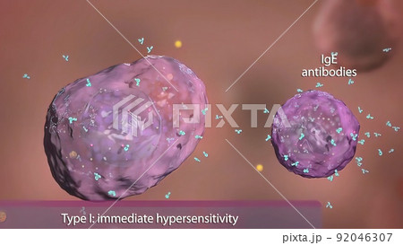 Basophil and mast cell in the immune system Basophil and mast cell in the immune system 92046307