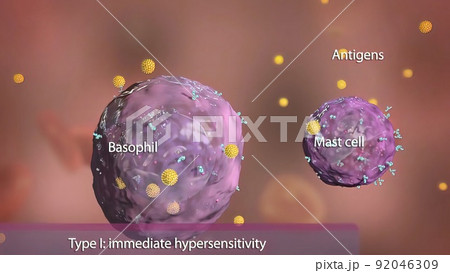Basophil and mast cell in the immune system Basophil and mast cell in the immune system 92046309