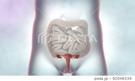The Female Reproductive organ and ovaries 92046339