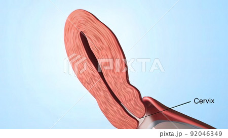 A female's internal reproductive organs are the vagina, uterus, fallopian tubes, and ovaries. 92046349
