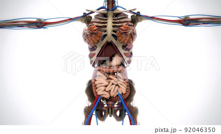 Female model with the muscle tissues mapping on her body rotating 3d illustration 92046350
