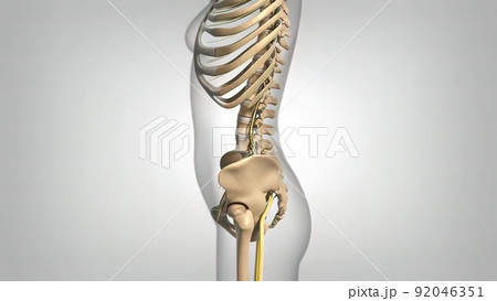 female skeletal system side view 92046351