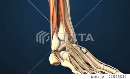 The fibula helps stabilize and support your leg, body, ankle, and leg muscles The fibula helps stabilize and support your leg, body, ankle, and leg muscles 92046355