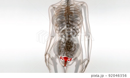 Female Reproductive System 3D Animation 92046356