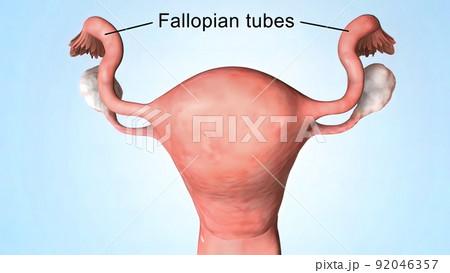 Ovaries are the female gonads the primary female reproductive organs. Ovaries are the female gonads the primary female reproductive organs. 92046357