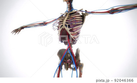 Female model with the muscle tissues mapping on her body rotating 3d illustration 92046366