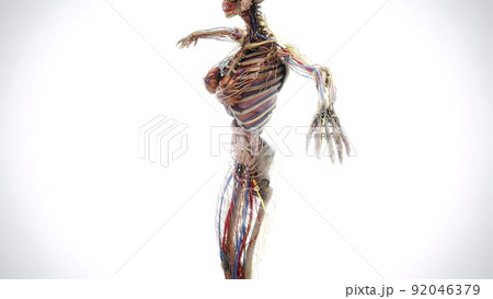 Female model with the muscle tissues mapping on her body rotating 3d illustration 92046379