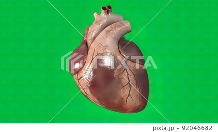 The heartbeat on green screen 92046682