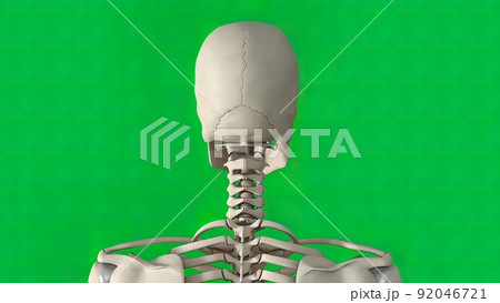 The skull is a bone structure that forms the head in vertebrates. The skull is a bone structure that forms the head in vertebrates. 92046721