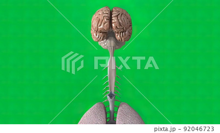 Green background brain and lungs Green background brain and lungs 92046723