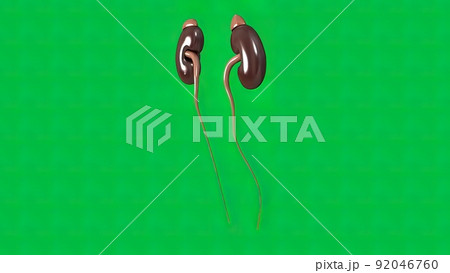 The kidney on green background 92046760