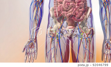 Human Circulatory System Human Circulatory System 92046799