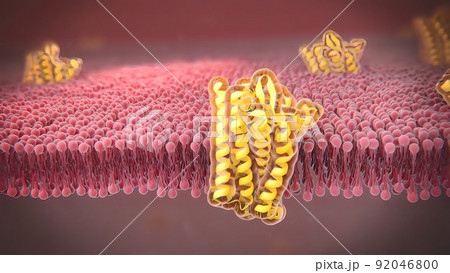 G-protein-coupled receptors (GPCRs) are the largest and most diverse group of membrane receptors in eukaryotes. 92046800
