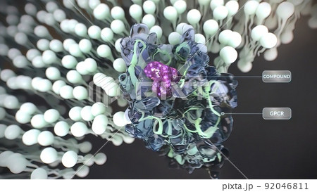 G-protein-coupled receptors (GPCRs) are the largest and most diverse group of membrane receptors in eukaryotes. 92046811