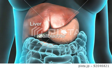 Human Internal Organs. Liver, pancreas, gallbladder. 92046821