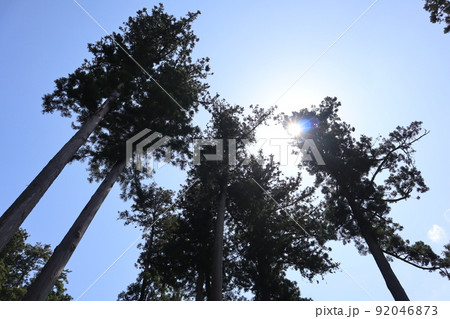 青空と背の高い杉の樹と白く光り輝く太陽を見上げた風景 92046873